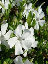 Pervenche, Vinca Gertrude Jekyll