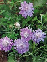 Scabieuse colombaire - Scabiosa columbaria Butterfly Blue