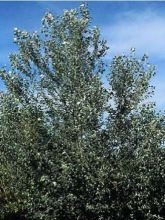 Peuplier blanc Nivea - Populus alba Nivea