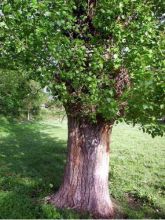 Peuplier d'Italie - Populus nigra Italica