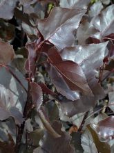 POPULUS deltoides Purple tower