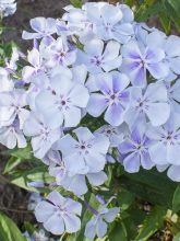 Phlox paniculata Blue Flame