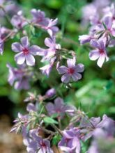 Phlox divariqué 'Chattahoochee'