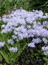 Phlox divariqué 'Clouds Of Perfume'