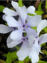 Phlox divaricata Dirigo Ice