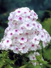 Phlox paniculata Graf Zeppelin - Phlox paniculé blanc à oeil rose carmin