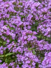 Phlox paniculata Jeana - Phlox paniculé bleu lavande pâle