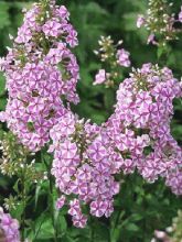 Phlox maculé 'Natasha'