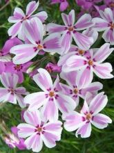 Phlox mousse 'Candy Stripes'