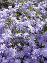 Phlox subulata Emerald Cushion Blue - Phlox mousse bleu clair