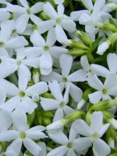 Phlox mousse 'White Delight'