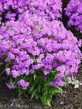 Phlox nain 'Forever Pink'