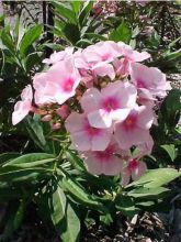 Phlox Bright Eye