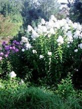 Phlox paniculata David