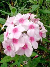 Phlox paniculé 'Europa'