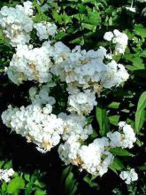 Phlox paniculé 'Fujiyama'