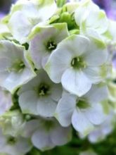 Phlox paniculata Jade