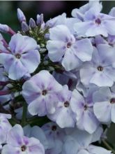 Phlox Lavendelwolke - Phlox paniculé