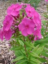 Phlox paniculata Purple Flame