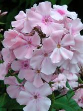 Phlox paniculata Rosa Pastel