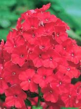 Phlox paniculata Starfire