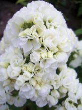 Phlox paniculata Tiara - Phlox paniculé double blanc 