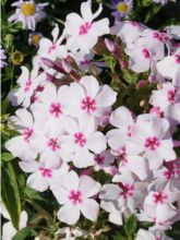 Phlox paniculata White Eye Flame - Phlox paniculé nain blanc à oeil rose vif