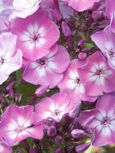 Phlox paniculata Pink Eye Flame