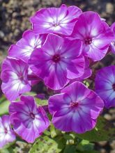 Phlox paniculata Purple Eye Flame - Phlox paniculé nain pourpre violacé clair à coeur blanc