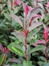 Photinia x fraseri Bâton Rouge