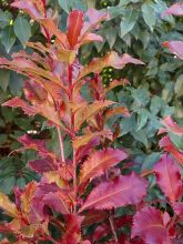 Photinia x fraseri Magical Volcano