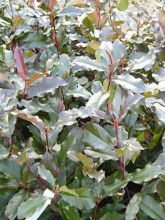 Photinia x fraseri 'Camilvy'