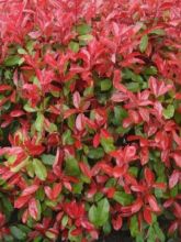 Photinia fraseri Carré Rouge 30/40cm en pot de 3.5L