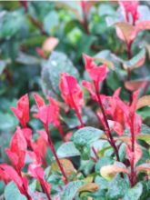 Photinia x fraseri Nana - Photinia nain