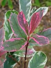 Photinia Fraseri Pink Marble