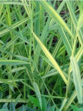 Phragmites autralis Variegatus - Roseau panaché