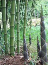 Phyllostachys atrovaginata Green Perfume - Bambou moyen