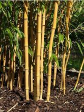 Phyllostachys aureosulcata 'Aureocaulis'