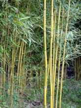 Phyllostachys aureosulcata 'Spectabilis'