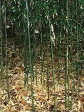 Phyllostachys humilis - Bambou moyen