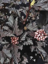 Physocarpus opulifolius All Black - Physocarpe noir.