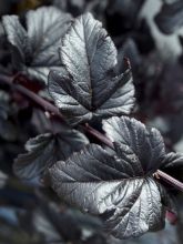 Physocarpe à feuilles d'Obier - Physocarpus opulifolius Black Light