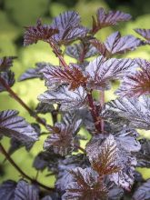 Physocarpus opulifolius Burgundy Candy - Physocarpe à feuilles d'Obier 