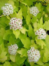 Physocarpus Dart s Gold - Physocarpe