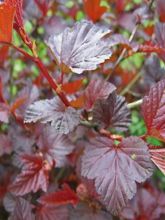 Physocarpus opulifolius Lady in Red - Physocarpe à feuillage pourpre