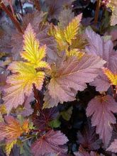 Physocarpe à feuilles d'Obier 'Red Baron'