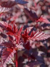 Physocarpe à feuilles d'Obier - Physocarpus opulifolius Rubella