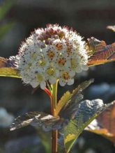 Physocarpus opulifolius Summer Wine - Physocarpe 