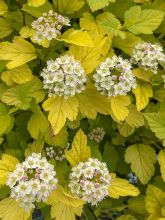 Physocarpus opulifolius Tiny Wine Gold