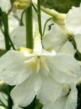 Delphinium belladonna Casablanca